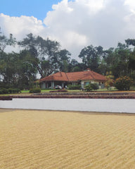 Red Honey - Salawara Estate