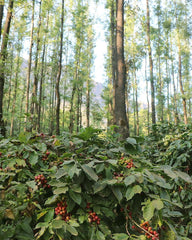 AA Washed - Baarbara Estate